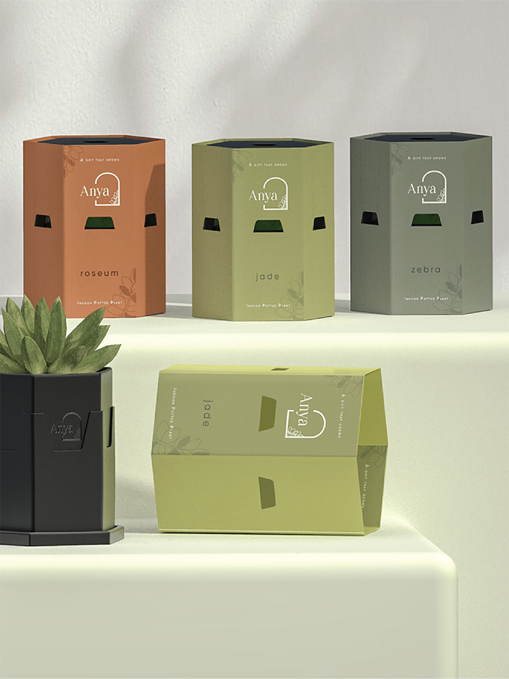 Rigid Shaped Boxes